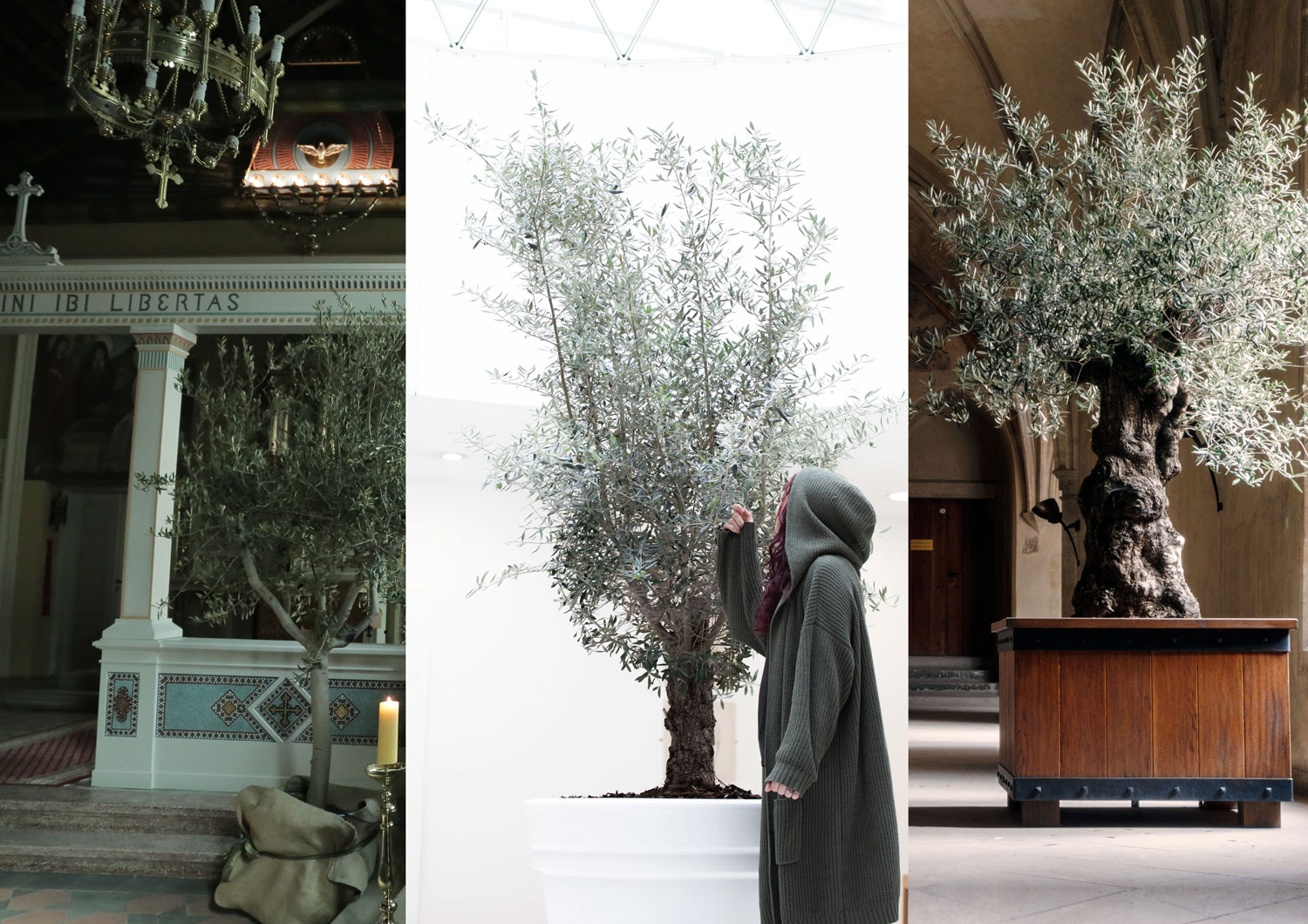 Kwiaty do Grobu Bożego to nie teologiczna prawda, ale propozycja. DAYENU design proponuje coś innego: drzewka oliwne! Piękne, zielone i jakże symboliczne!